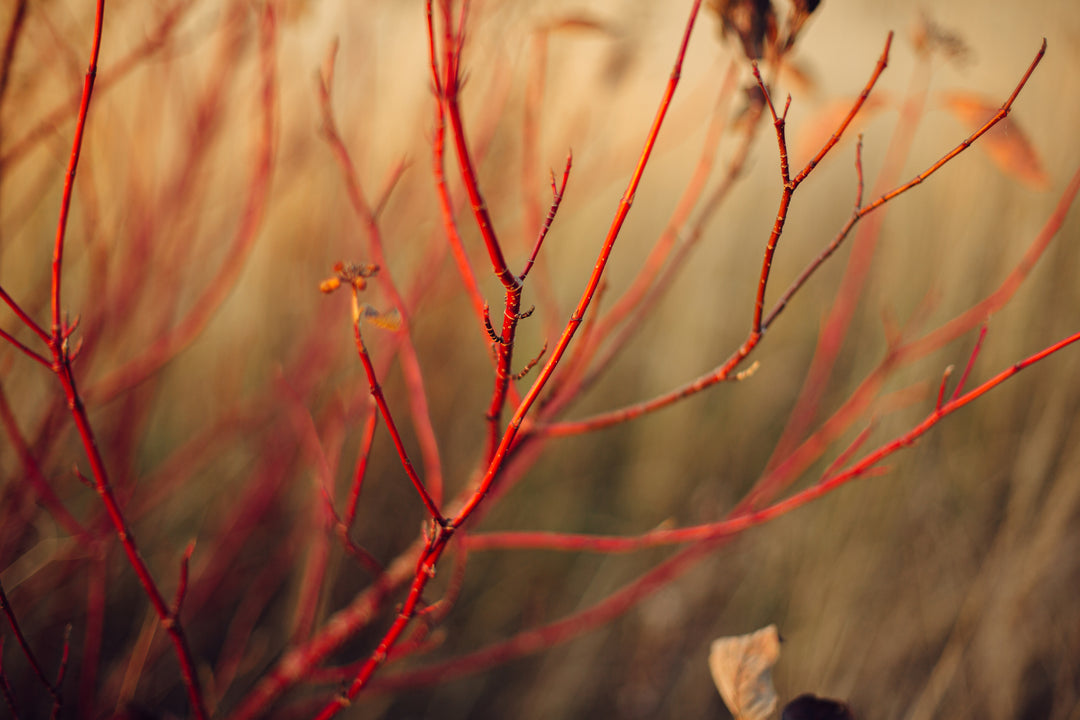 The Best Shrubs for Fall Planting in the Pacific Northwest