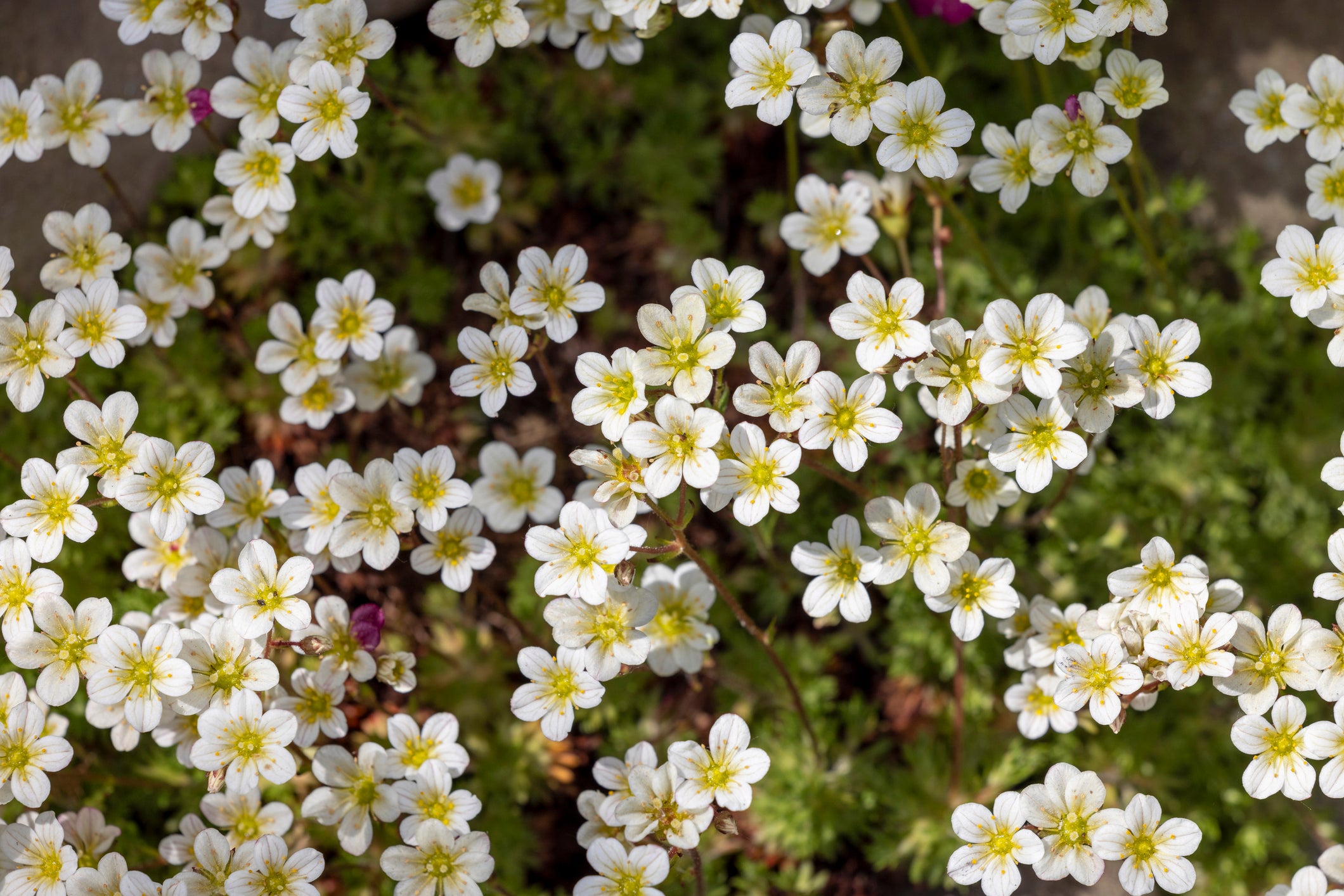 March Perennials’ Elite Eight