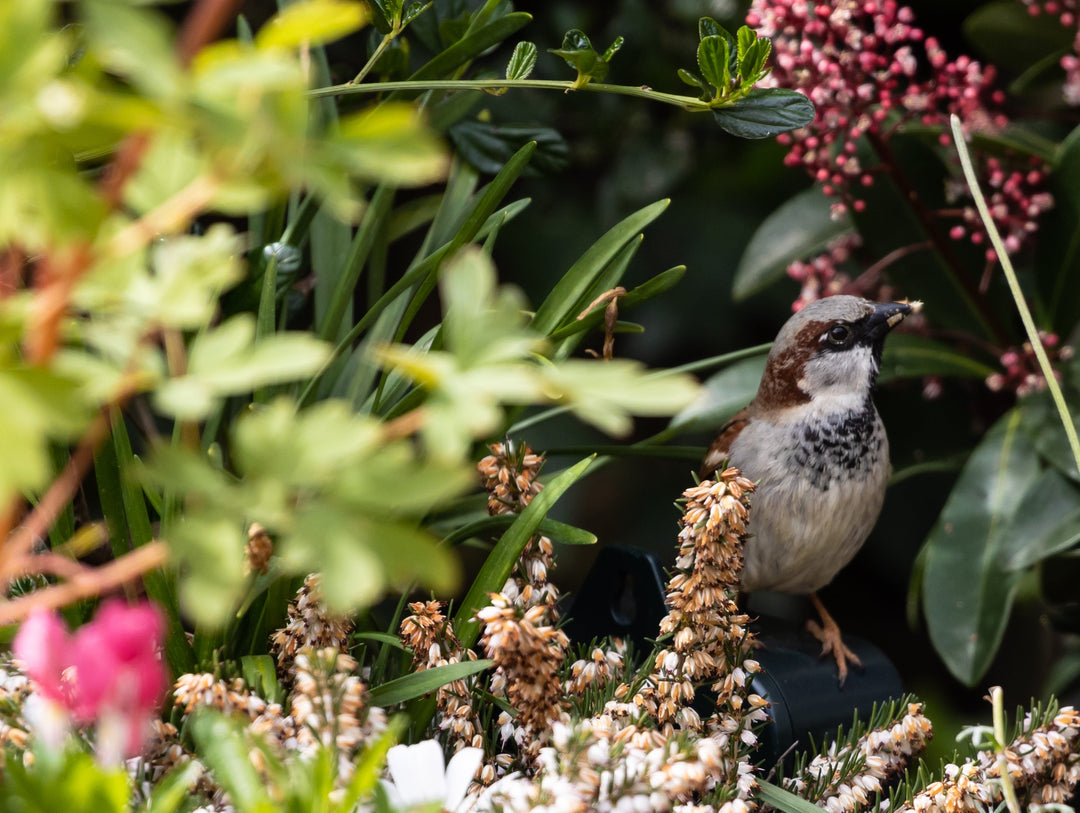 Wildlife in Your Garden