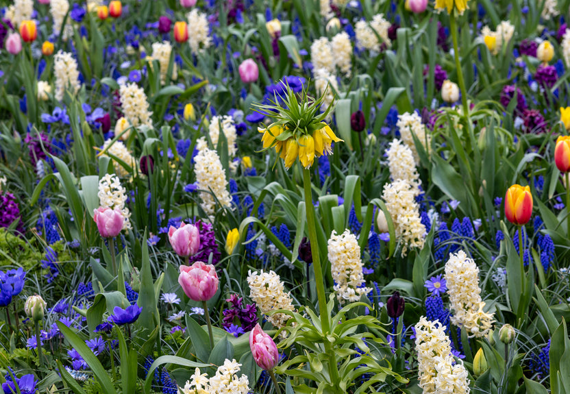 Spring Bulbs Scenes Fall Bulb Planting Guide: How to Ensure Stunning Spring Blooms in the ...