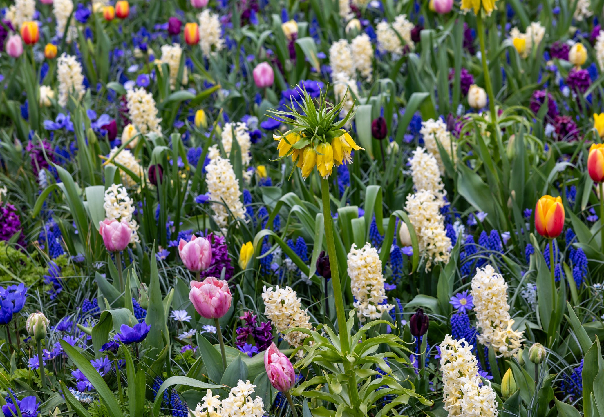 Fall Bulb Planting Guide: How to Ensure Stunning Spring Blooms in the Pacific Northwest