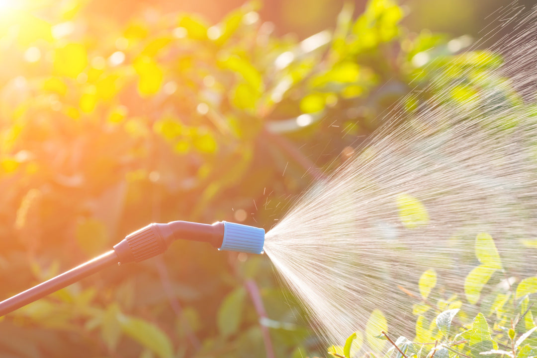 Watering and Care for Perennials