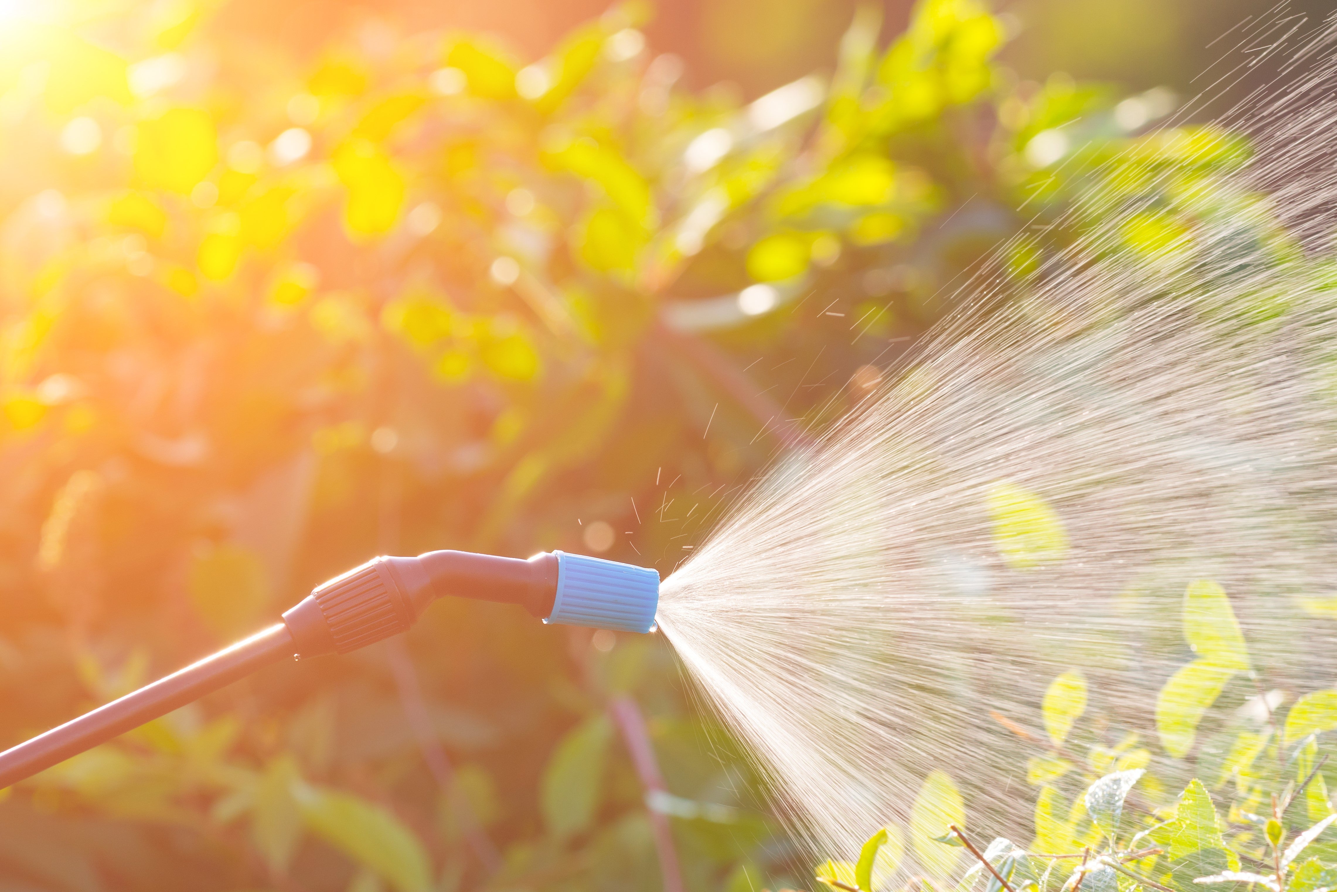 Watering and Care for Perennials