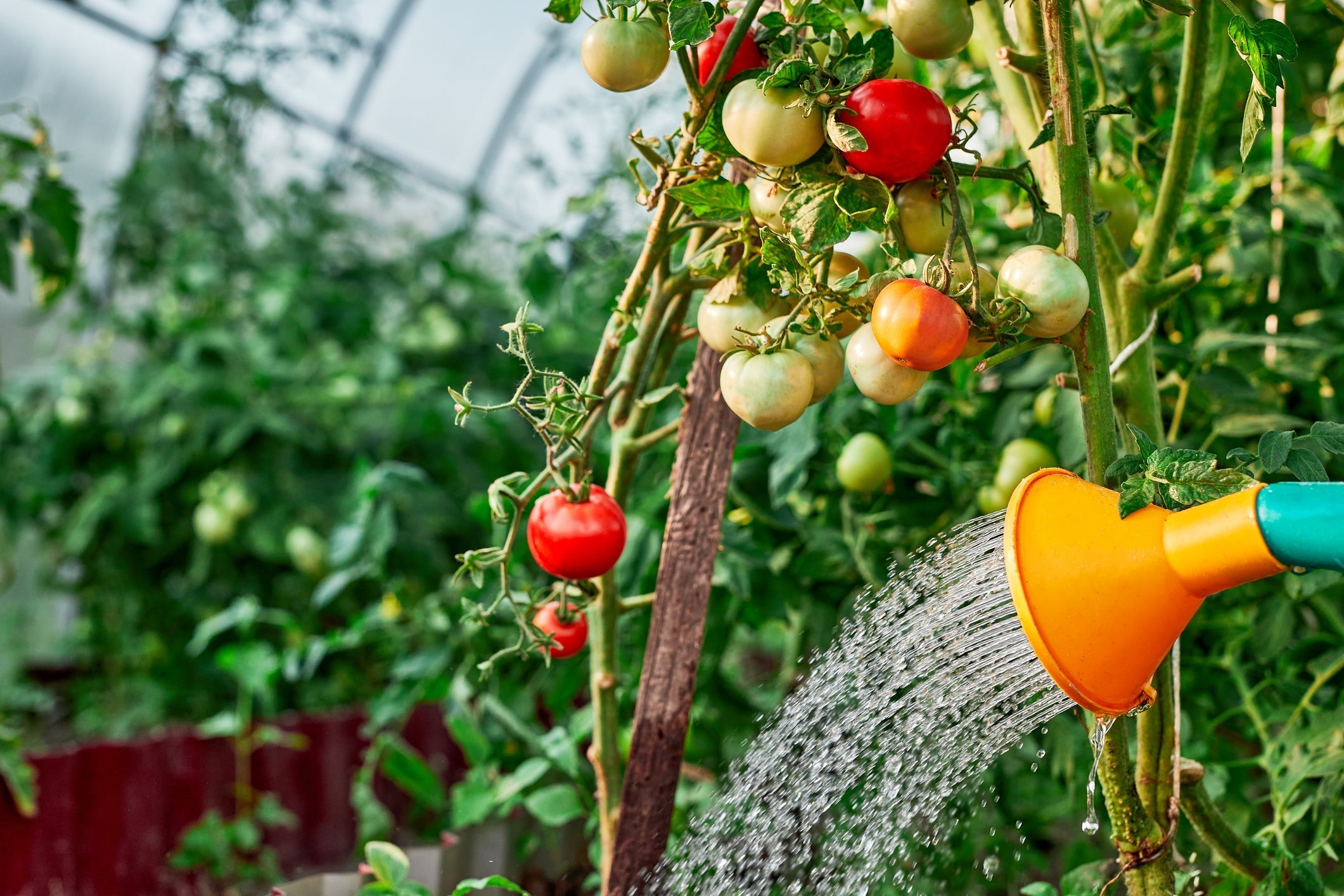 Watering Wisely in the Pacific Northwest: Keep Your Garden Thriving Through Summer