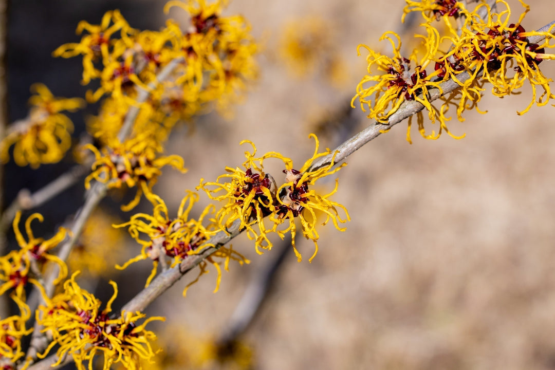 Designing a Late-Winter Garden with Interest and Color