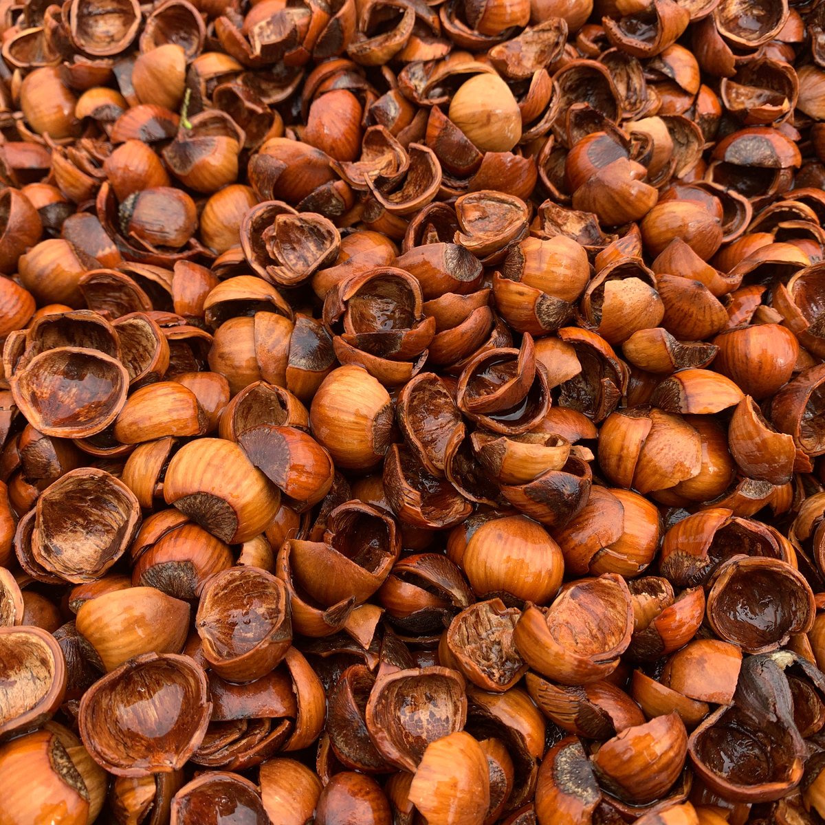 close up of cracked hazelnut shells