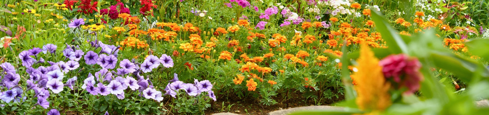 Chaos Garden