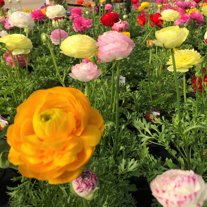Ranunculus Ranunculus, 1 Quart Annuals