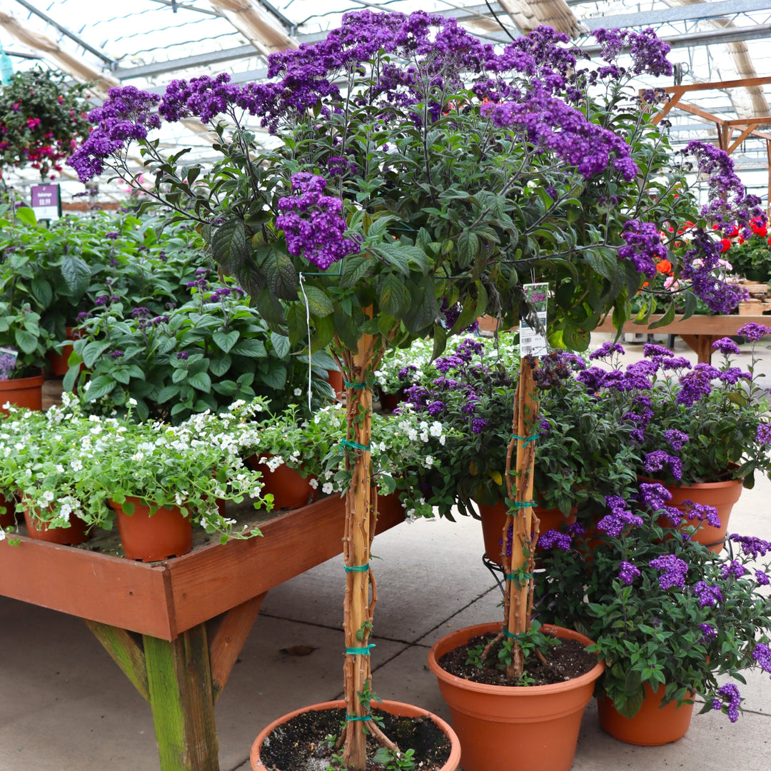 Heliotropium arborescens 'Fragrant Delight' Tree Heliotrope, 14 Inch Annual