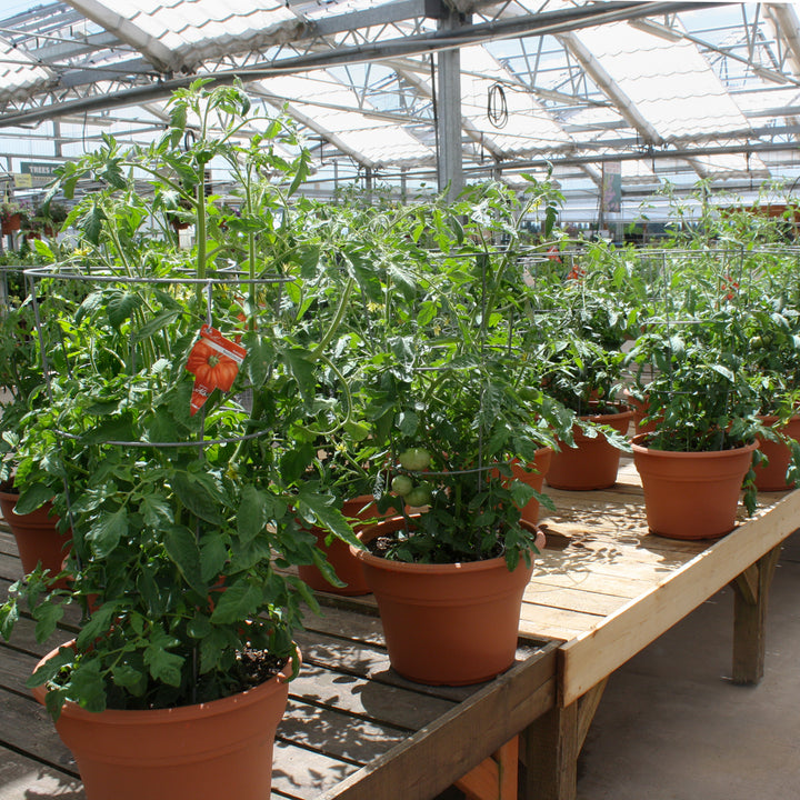 Solanum lycopersicum w/ Cage Tomato, 14 Inch Annual
