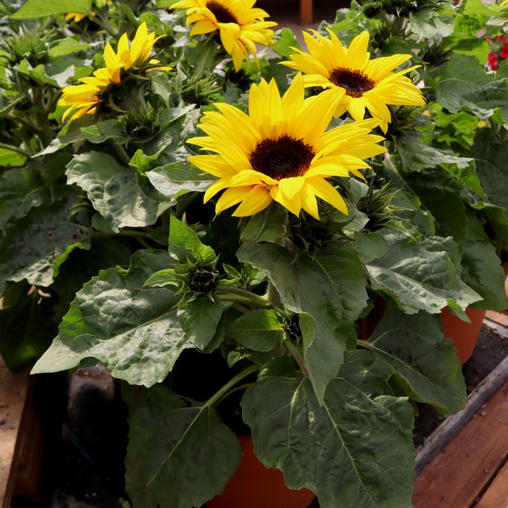 Sunflower