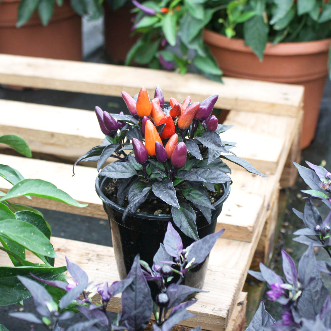 Capsicum annuum Ornamental Peppers, 4 Inch Annual