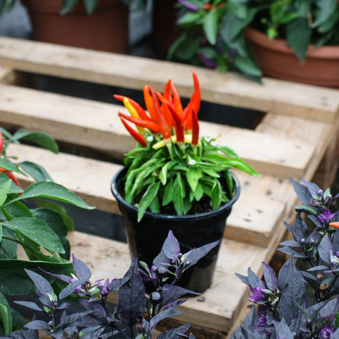 Capsicum annuum Ornamental Peppers, 4 Inch Annual