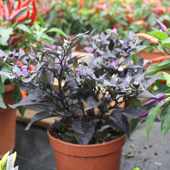 Capsicum annuum Ornamental Peppers, 6 Inch Annual