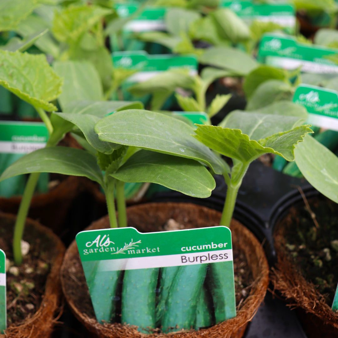Cucumis sativus 'Burpless' Cucumber, 4 Inch Annual