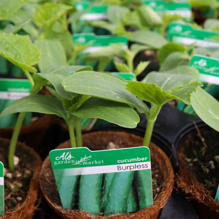 Cucumis sativus 'Burpless' Cucumber, 4 Inch Annual