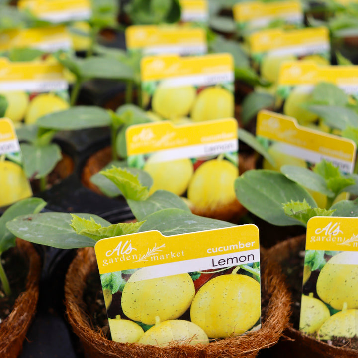 Cucumis sativus 'Lemon' Cucumber, 4 Inch Annual