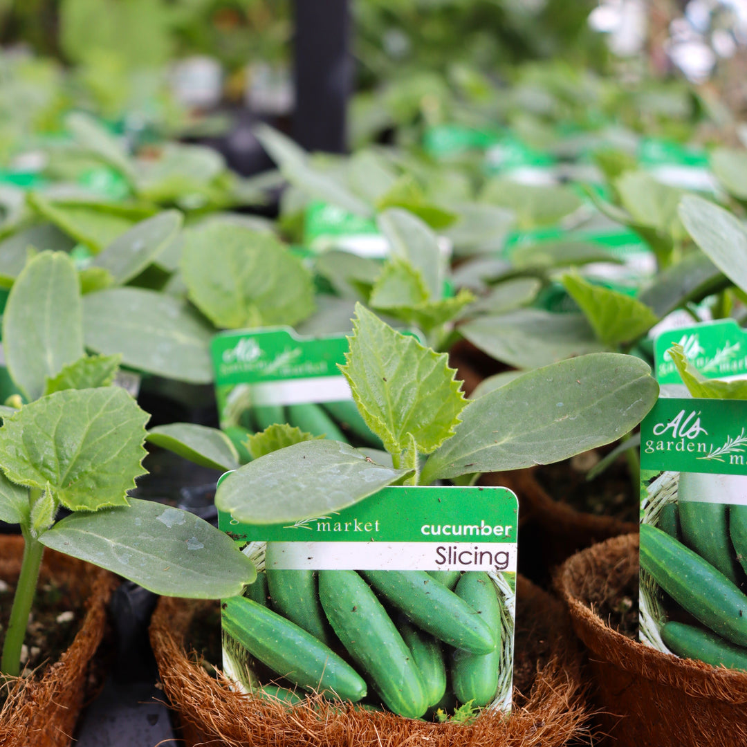 Cucumis sativus 'Slicing' Cucumber, 4 Inch Annual