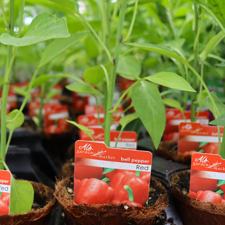 Capsicum annuum Red Bell Pepper, 4 Inch Annual