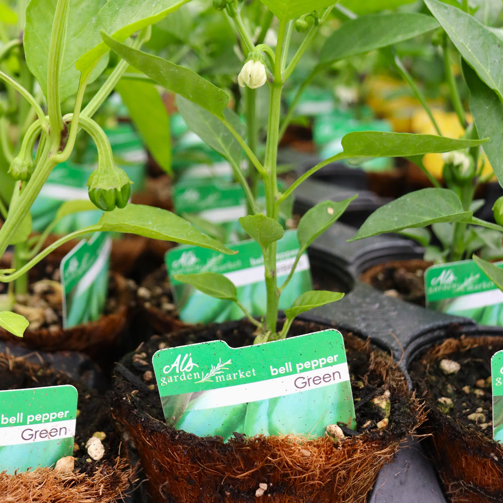 Capsicum annuum Bell Pepper, 4 Inch Annuals