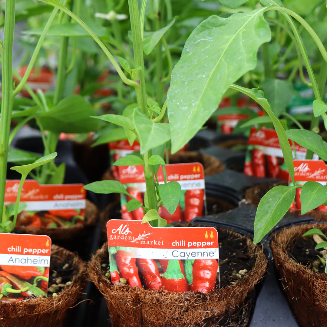 Capsicum annuum 'Cayenne' Chili Pepper, 4 Inch Annuals