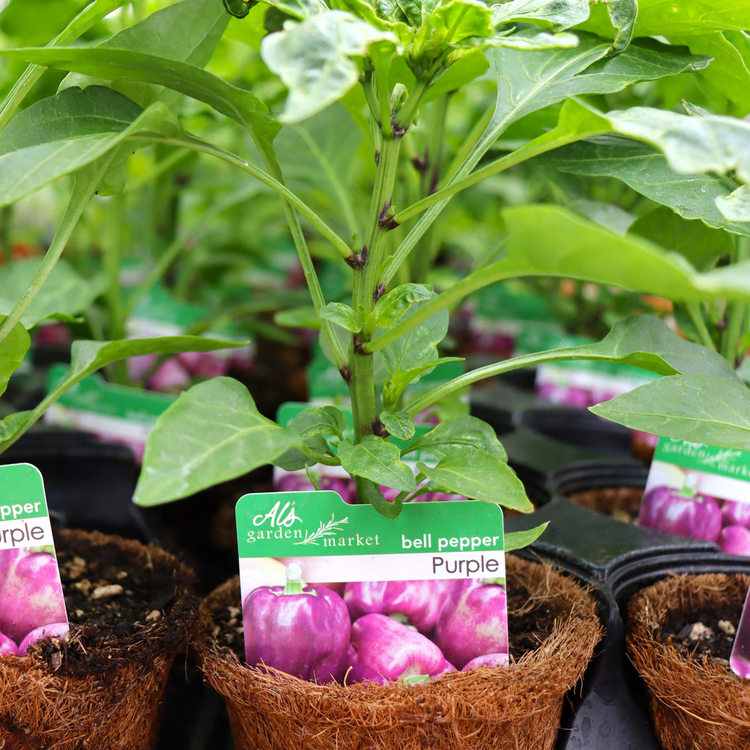 Capsicum annuum Purple Bell Pepper, 4 Inch Annual