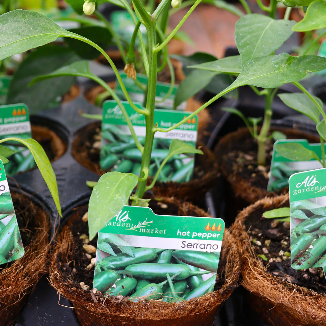 Capsicum annuum 'Serrano' Hot Pepper, 4 Inch Annual