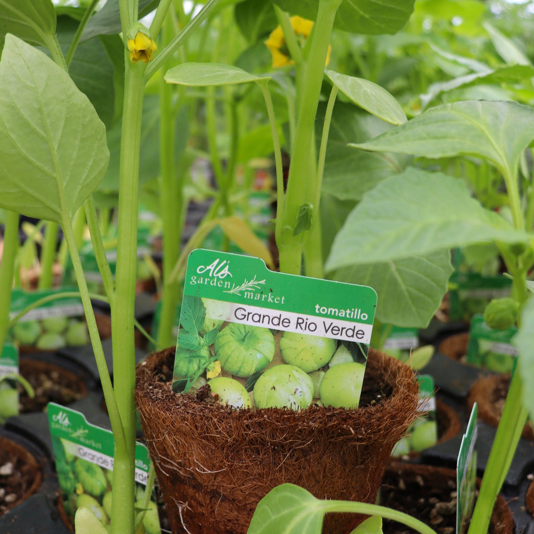 Tomatillo