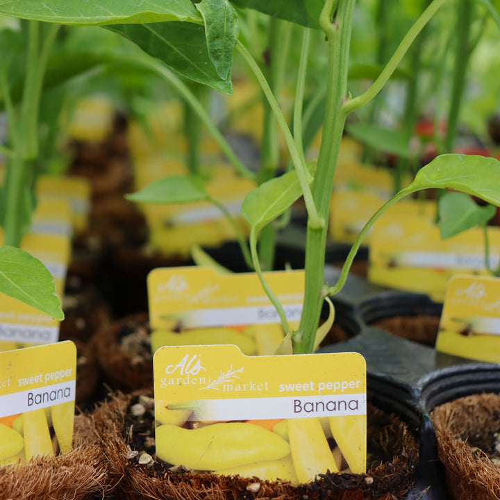Capsicum annuum 'Banana Pepper' Sweet Pepper, 4 Inch Annual