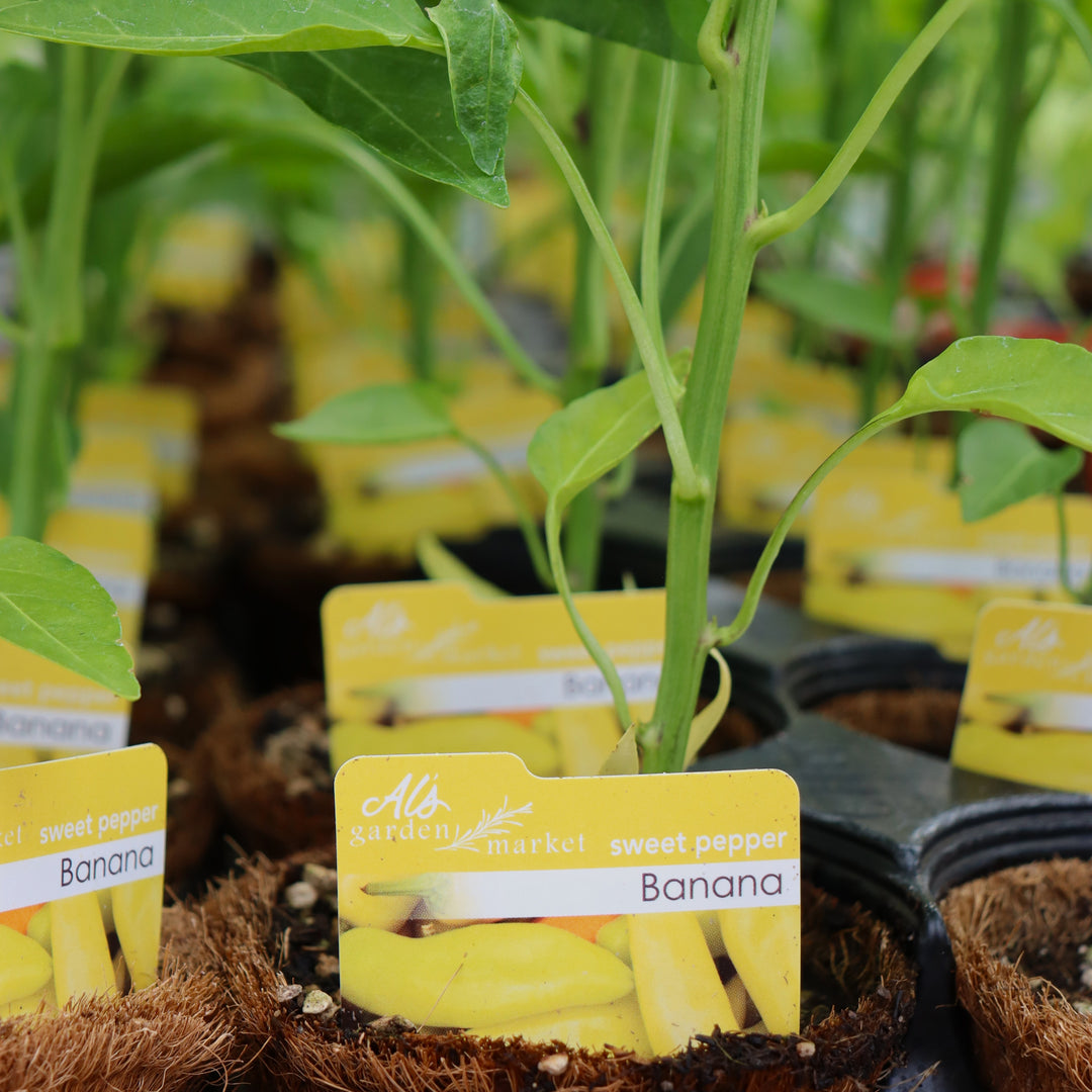 Capsicum annuum 'Banana' Sweet Pepper, 4 Inch Annuals