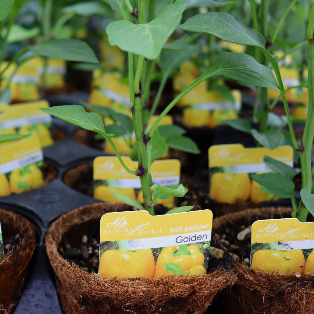 Capsicum annuum Bell Pepper, 4 Inch Annuals