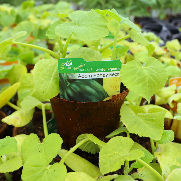 Cucurbita pepo 'Honey Bear' Acorn Squash, 4 Inch Annual