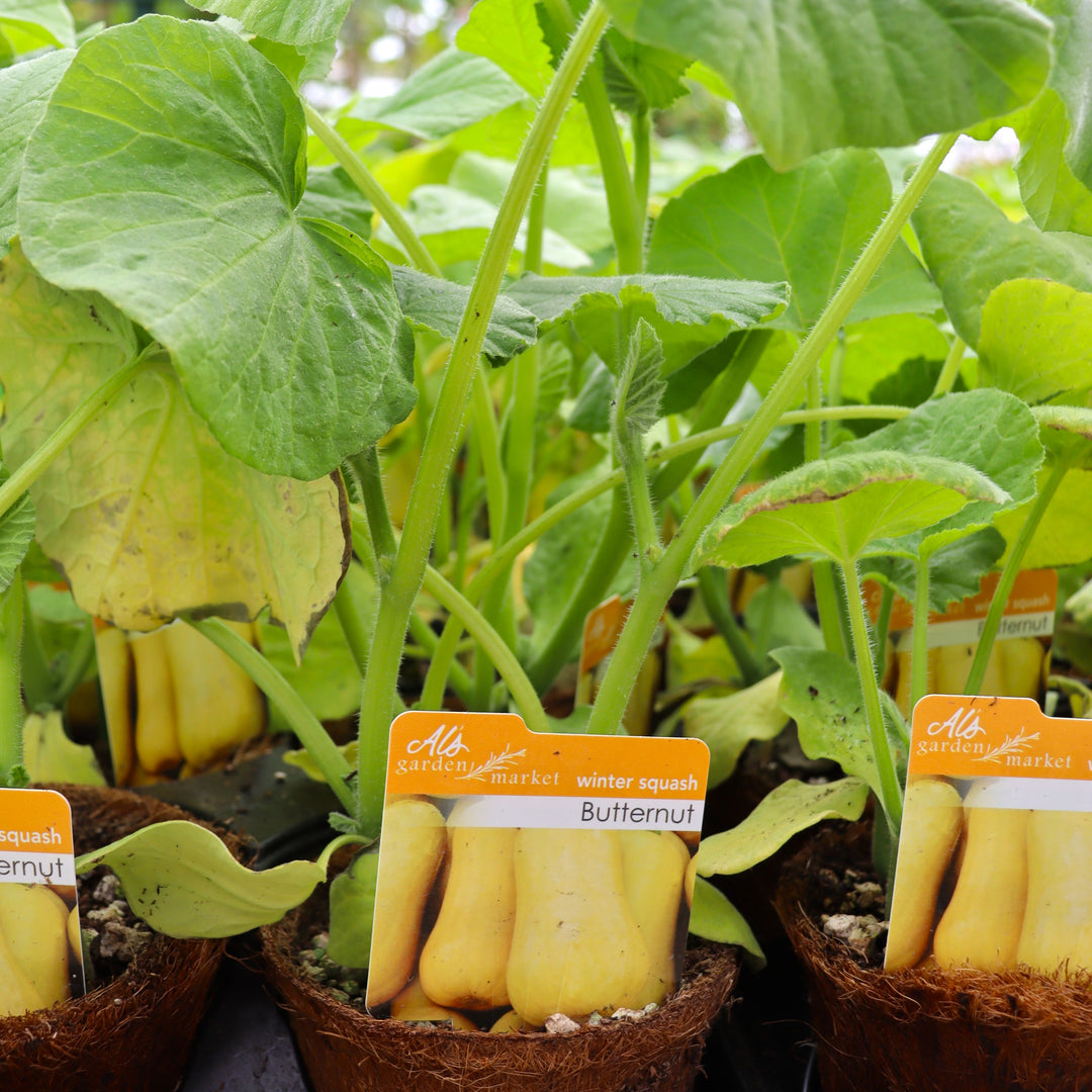 Cucurbita moschata Butternut Squash, 4 Inch Annual