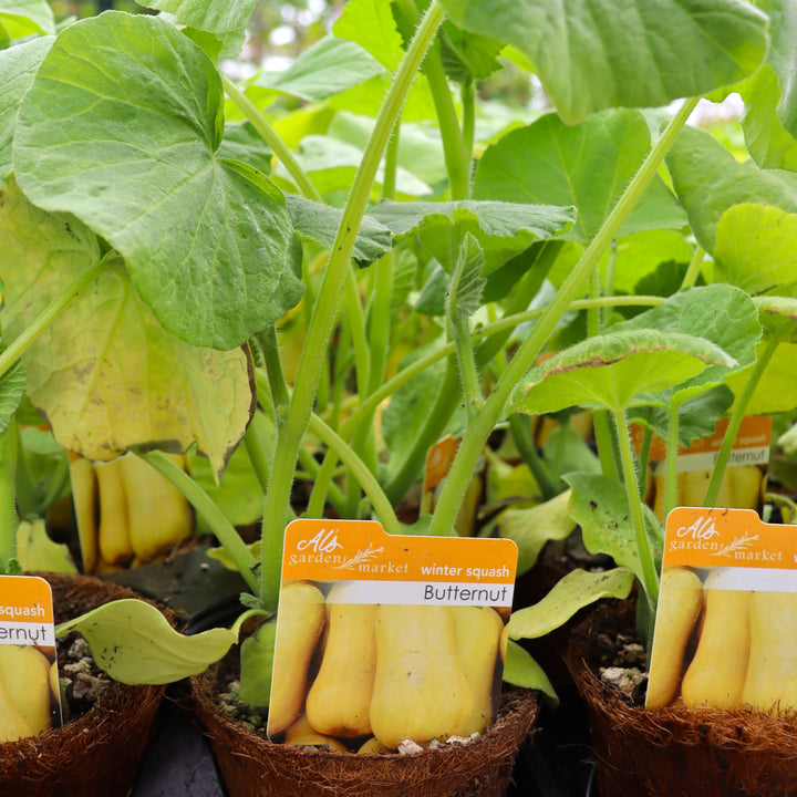 Cucurbita moschata Butternut Squash, 4 Inch Annual