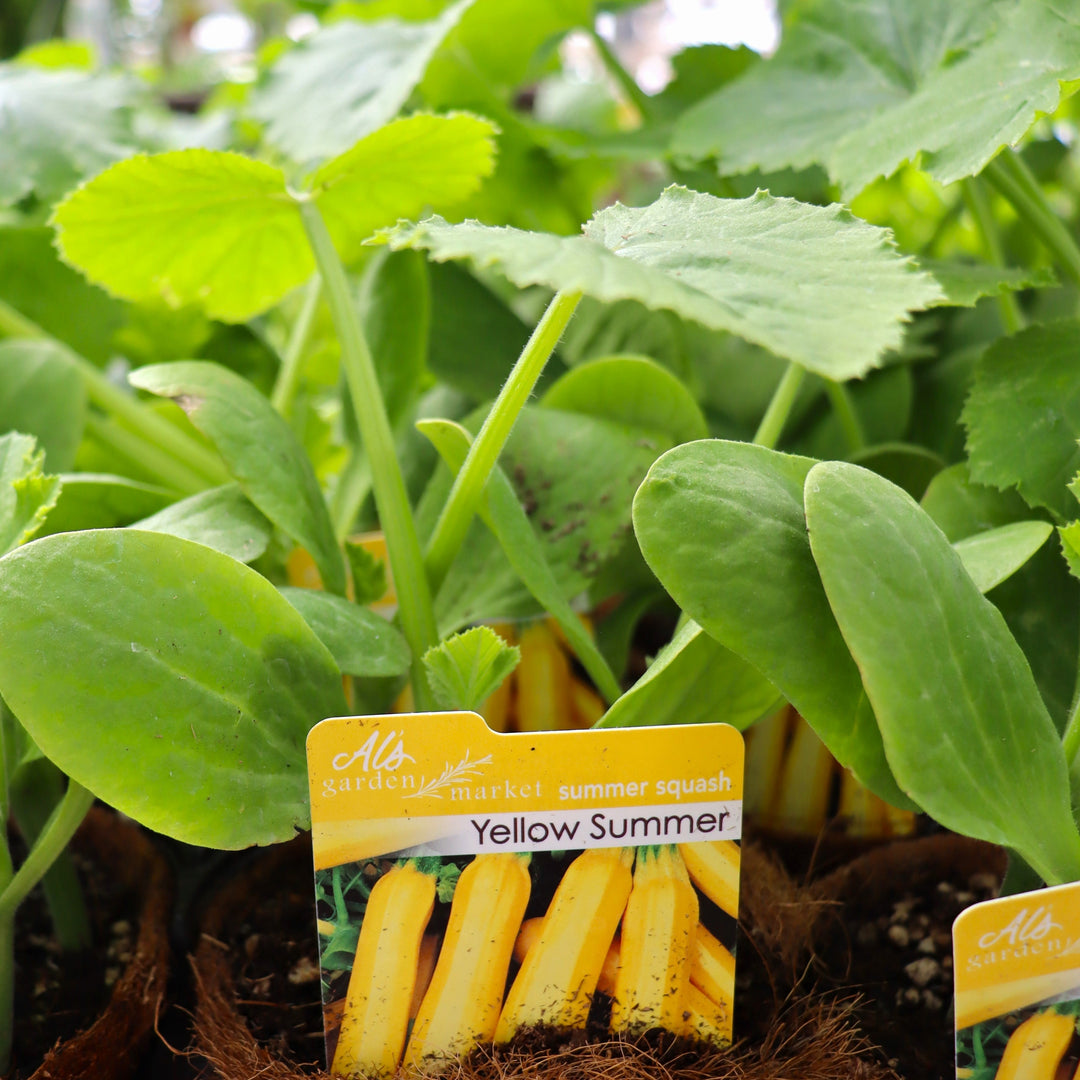 Yellow Squash