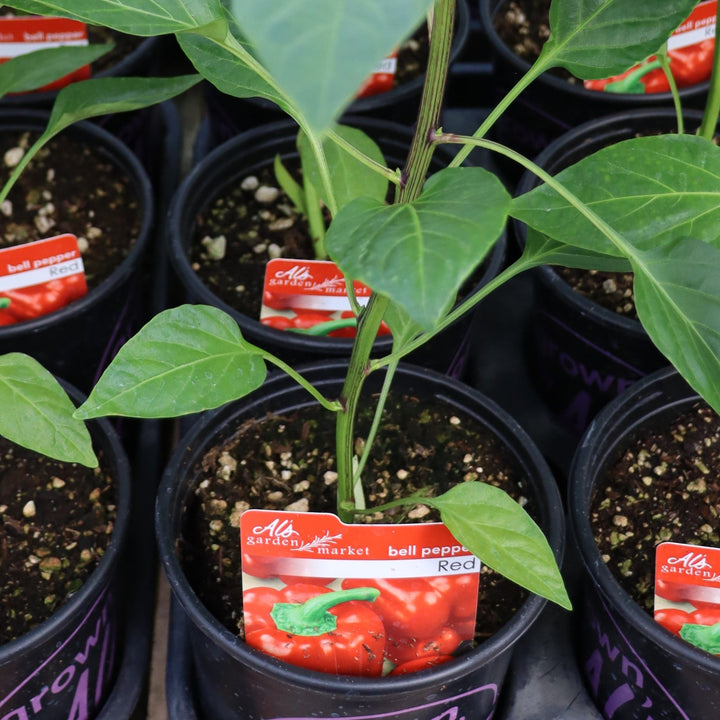 Capsicum annuum Red Bell Pepper, 1 Gallon Annual