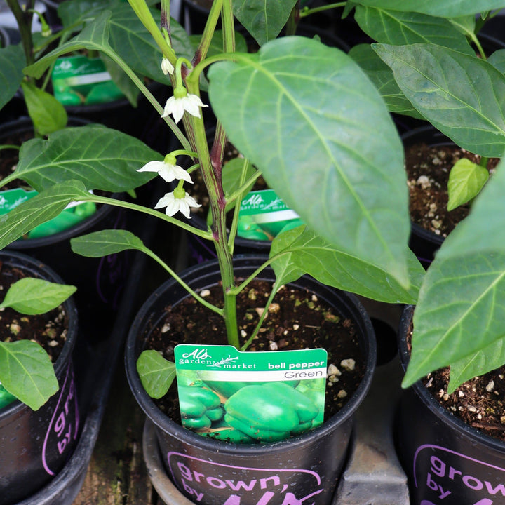 Capsicum annuum Green Bell Pepper, 1 Gallon Annual