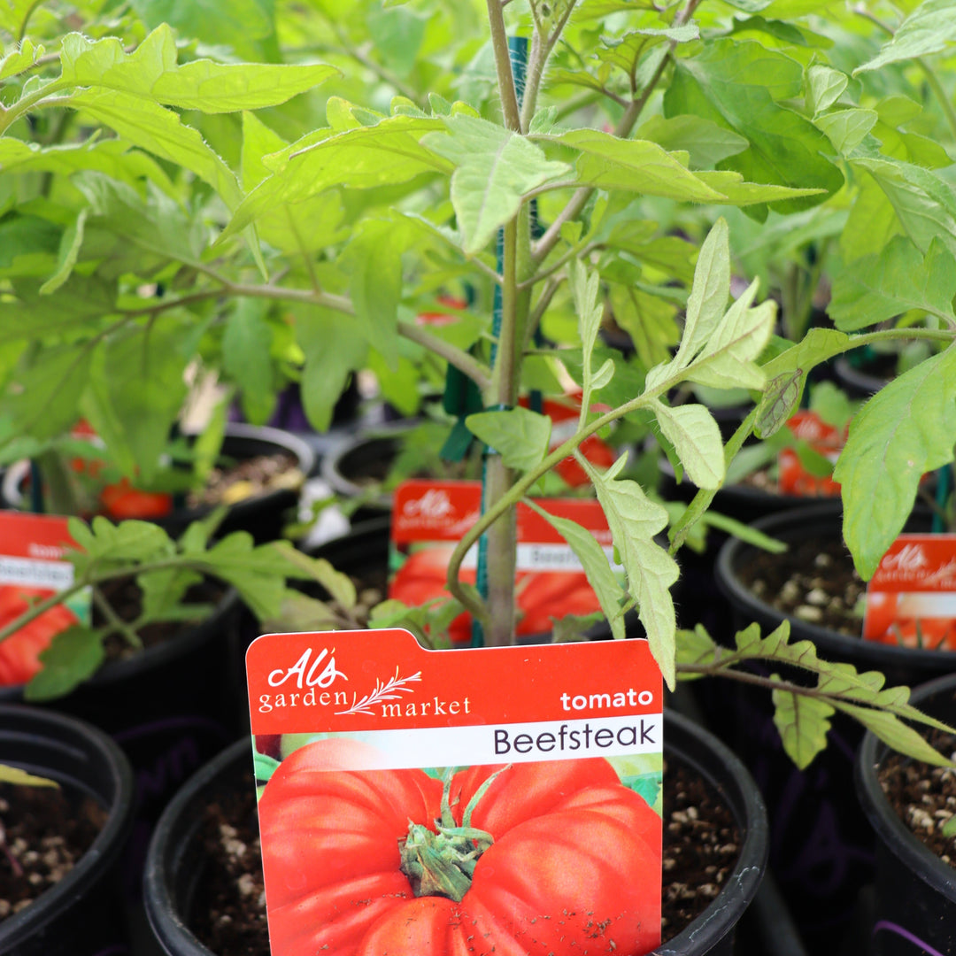 Solanum lycipersicum 'Beefsteak' Tomato, 1 Gallon Annual