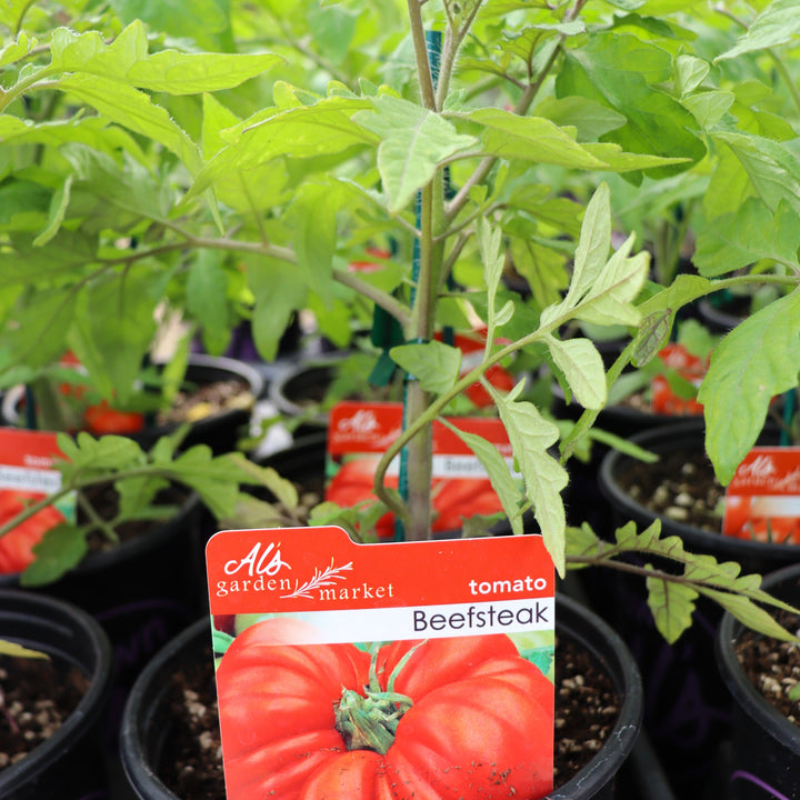 Solanum lycipersicum 'Beefsteak' Tomato, 1 Gallon Annual
