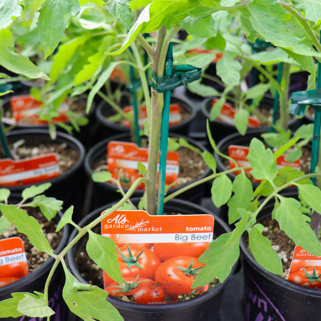 Solanum lycipersicum 'Beefsteak' Tomato, 1 Gallon Annual