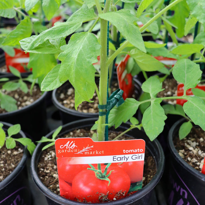 Solanum lycipersicum 'Early Girl' Tomato, 1 Gallon Annual