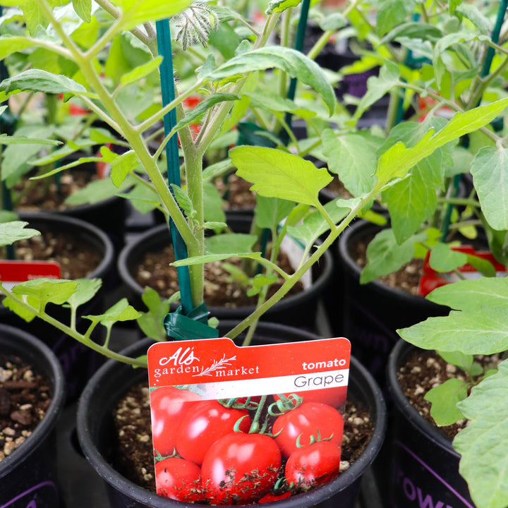 Solanum lycipersicum 'Grape' Tomato, 1 Gallon Annual
