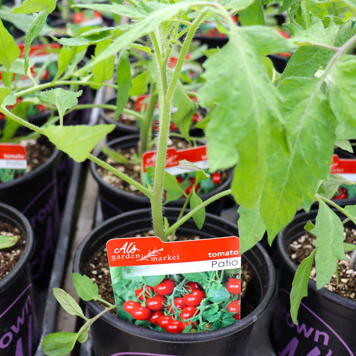Solanum lycopersicum 'Patio' Tomato, 1 Gallon Annual