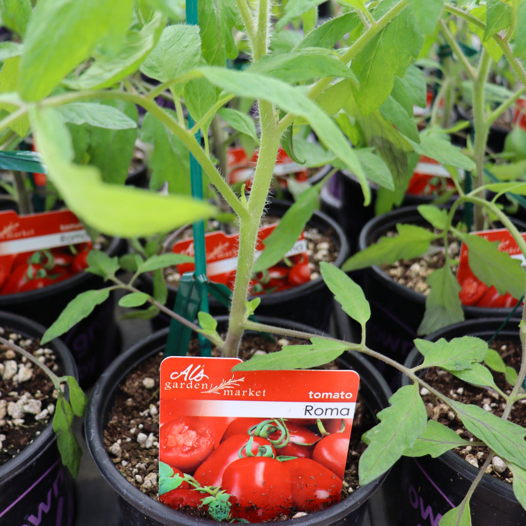 Solanum lycipersicum 'Roma' Tomato, 1 Gallon Annual