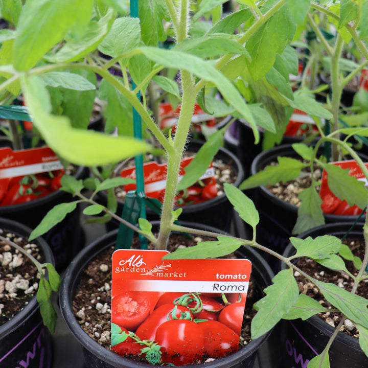 Solanum lycipersicum 'Roma' Tomato, 1 Gallon Annual