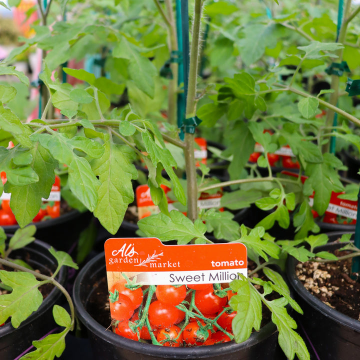 Solanum lycipersicum 'Sweet Million' Tomato, 1 Gallon Annual