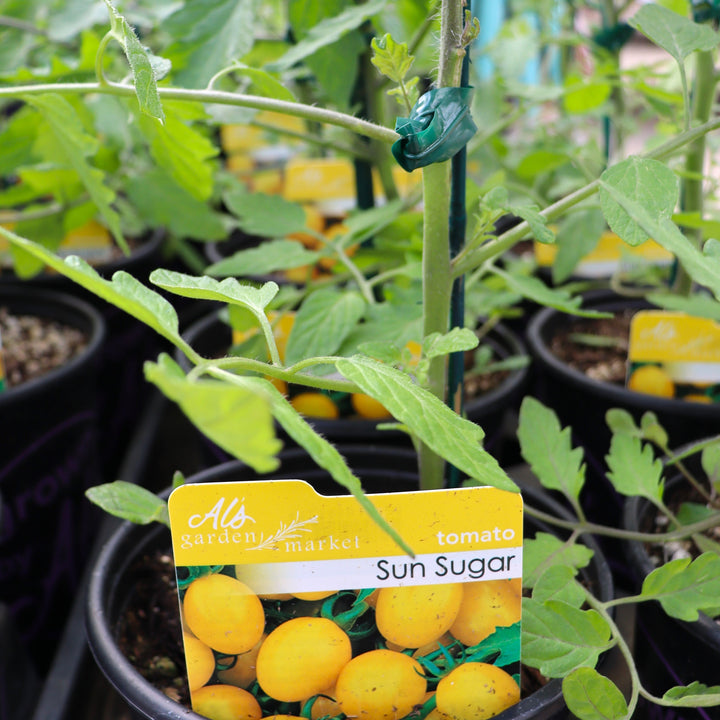 Solanum lycipersicum 'Sunsugar' Tomato, 1 Gallon Annual