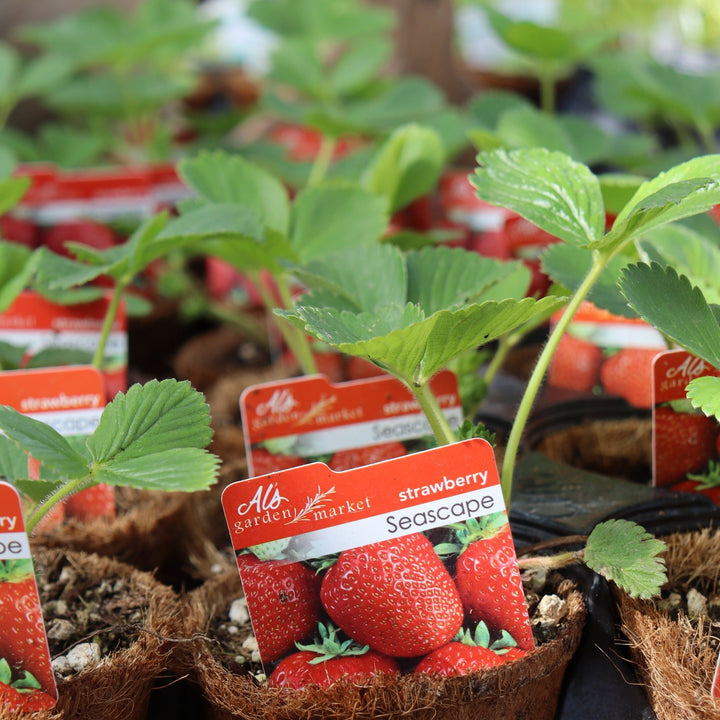 Fragaria x ananassa 'Seascape' Strawberry, 4 Inch Annuals