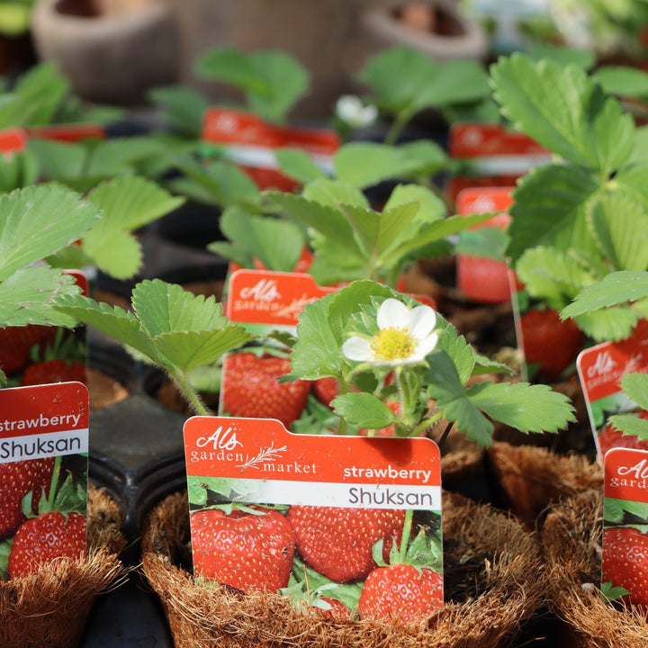 Fragaria x ananassa 'Shuksan' Strawberry, 4 Inch Annuals