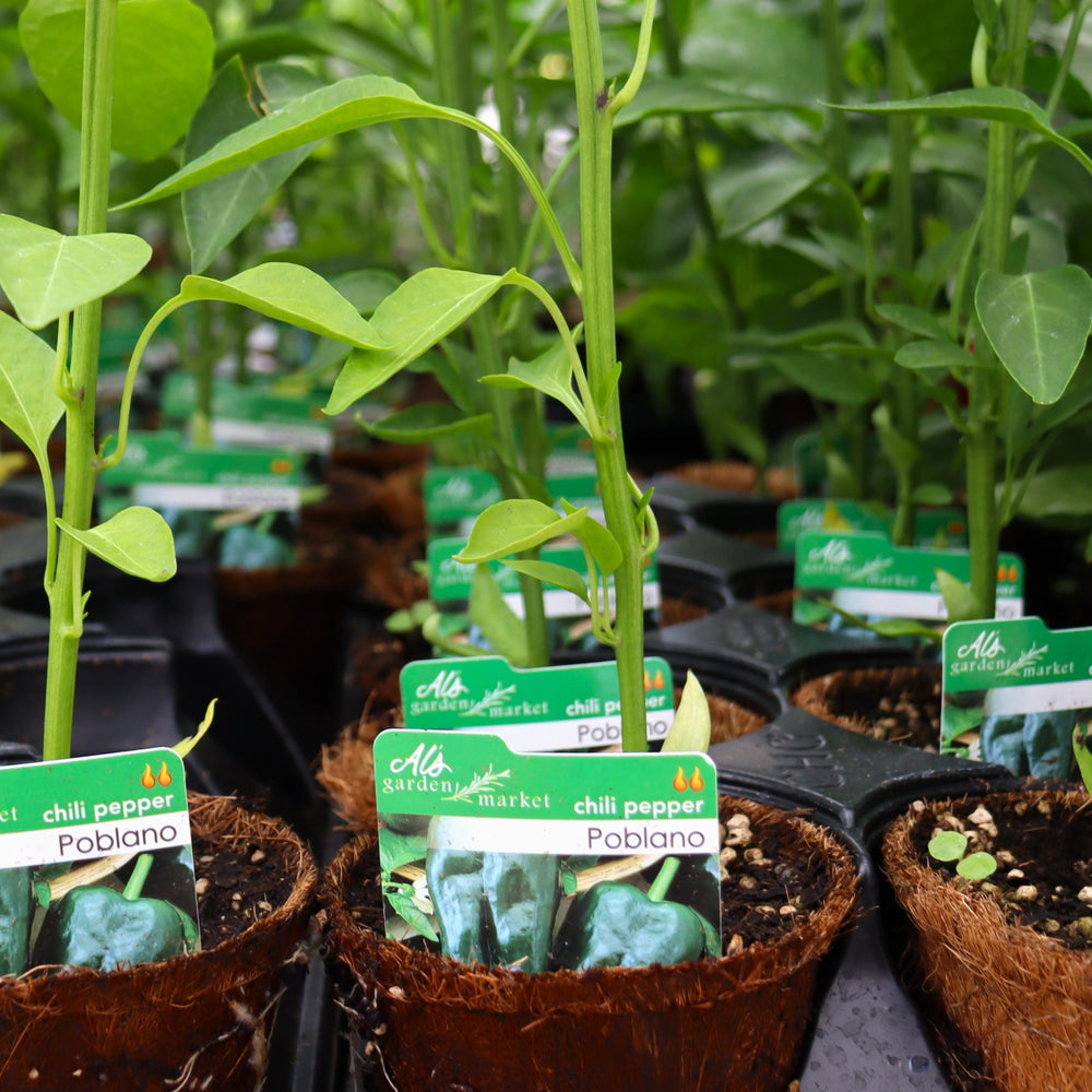 Capsicum annuum 'Poblano' Chili Pepper, 4 Inch Annuals